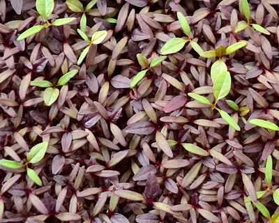 Amaranth