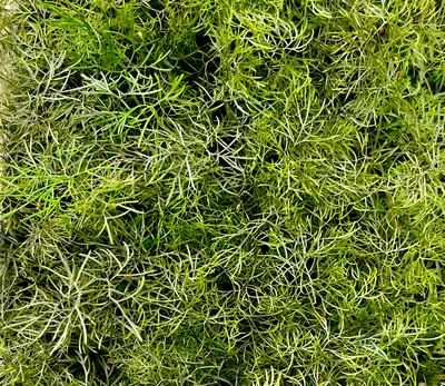 Bronze Fennel