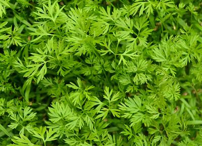 Carrot Cress