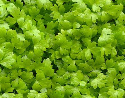 Celery