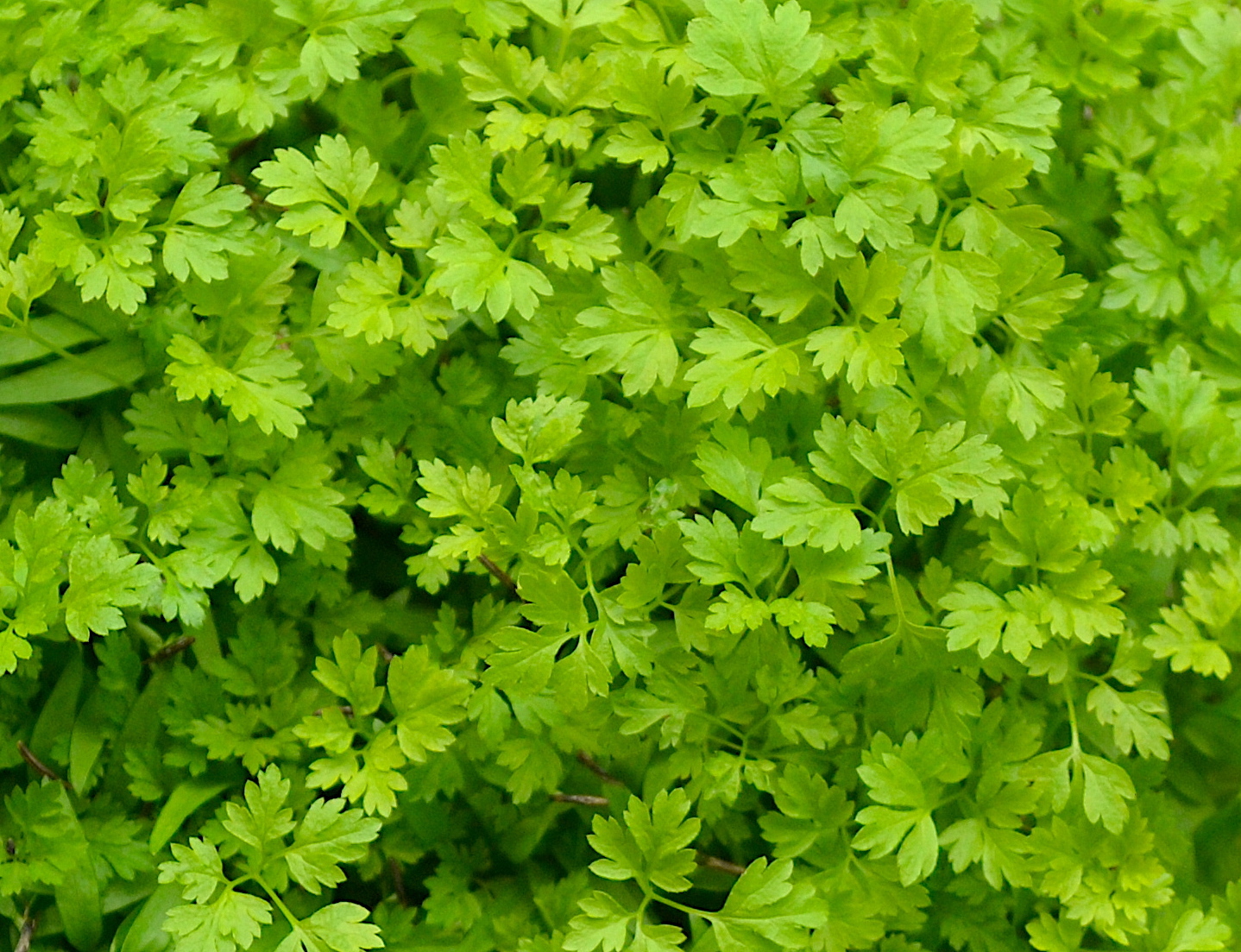 Chervil