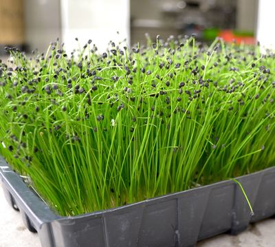 Chives