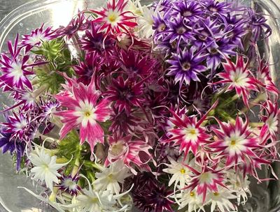 Colour Phlox