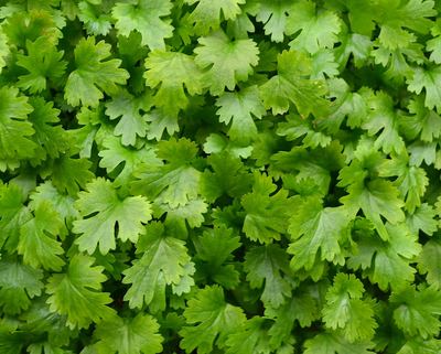Coriander