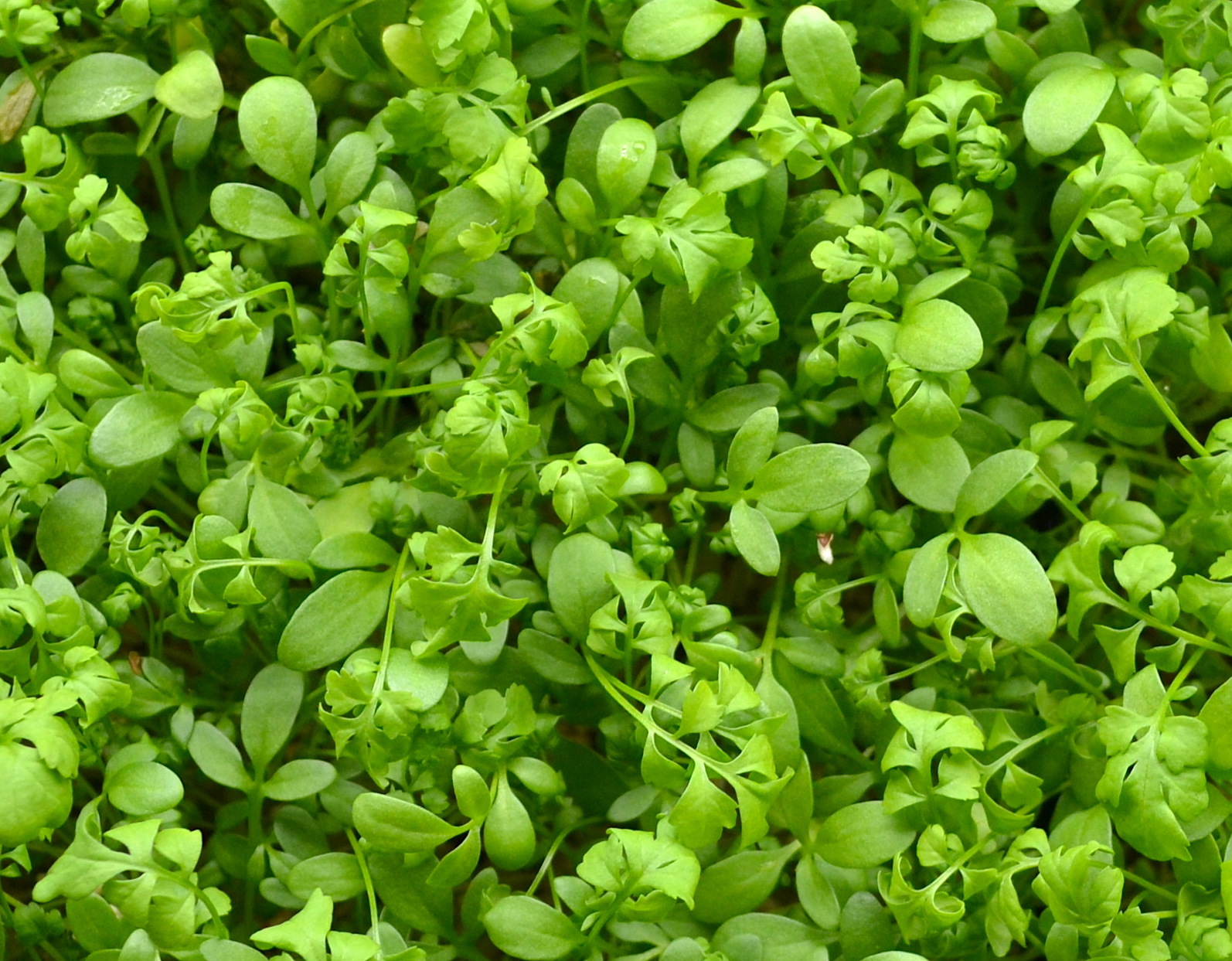 Curled Cress