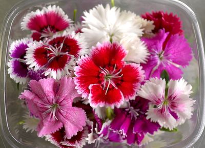 Dianthus