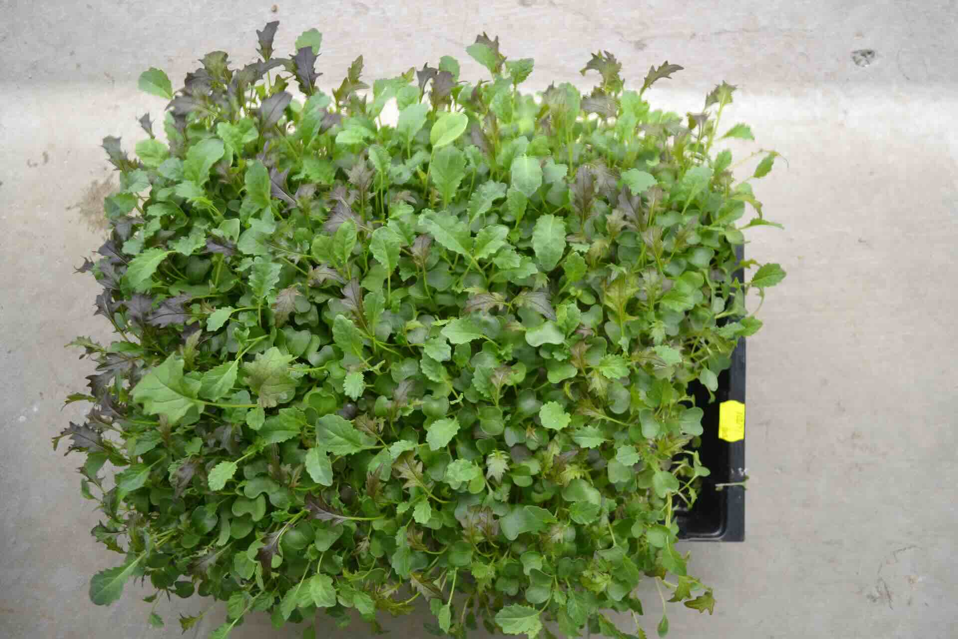 Energise Salad Mix