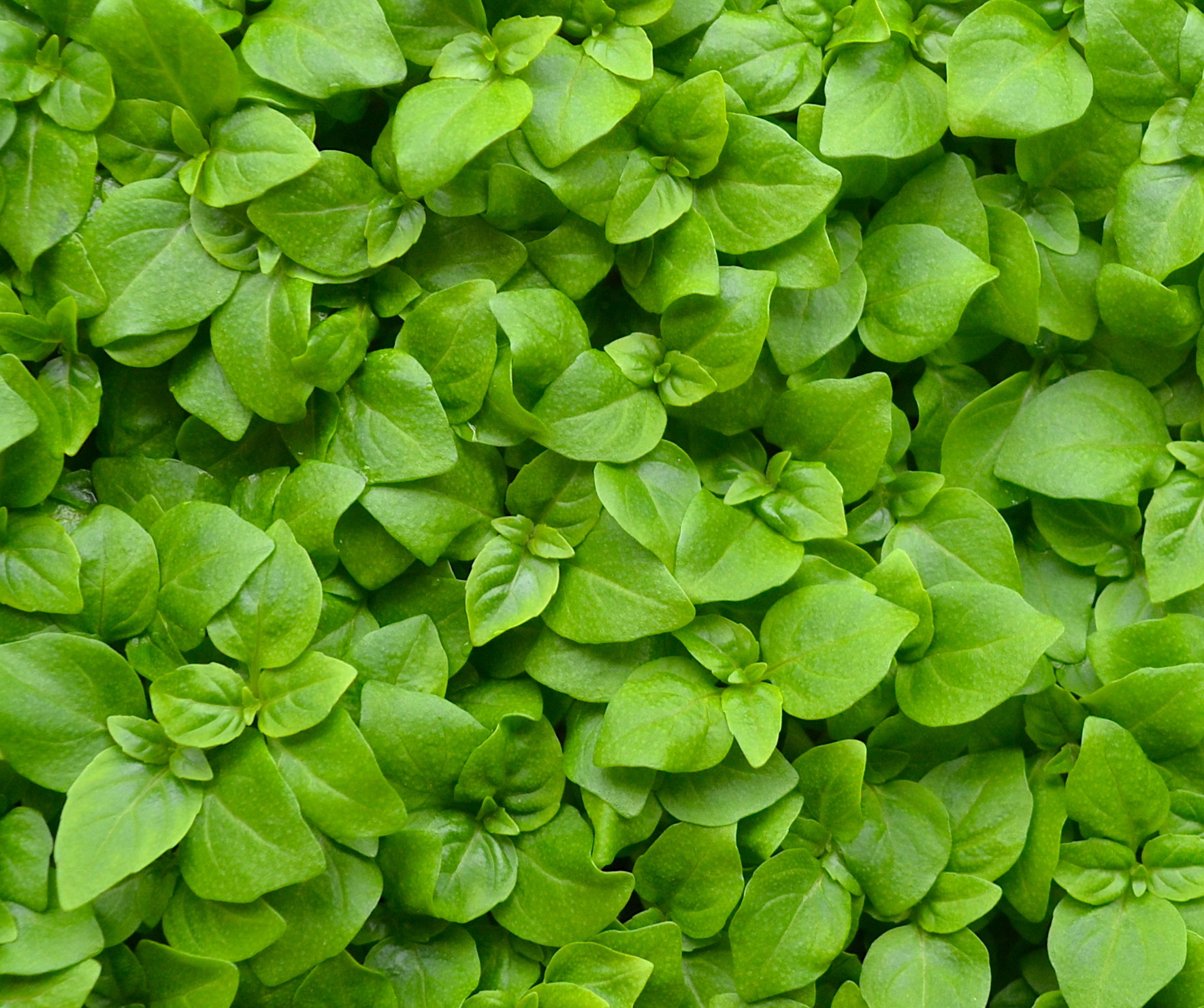 Greek Basil