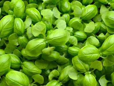 Green Basil