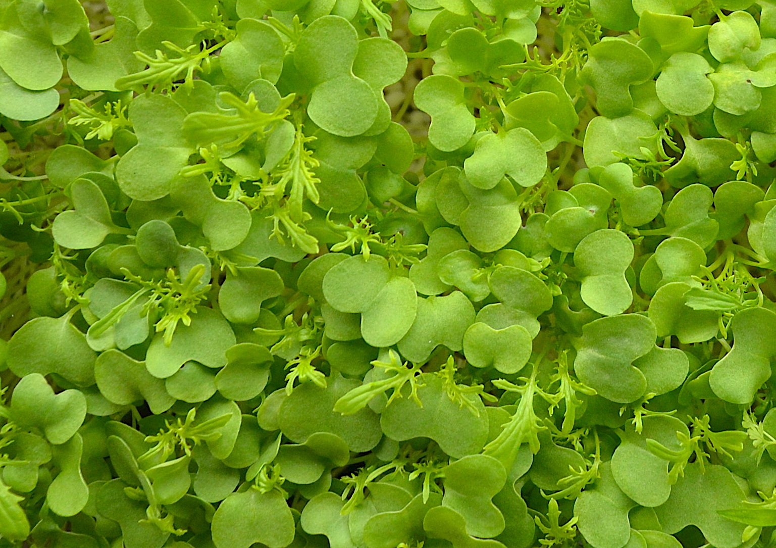 Green Mustard