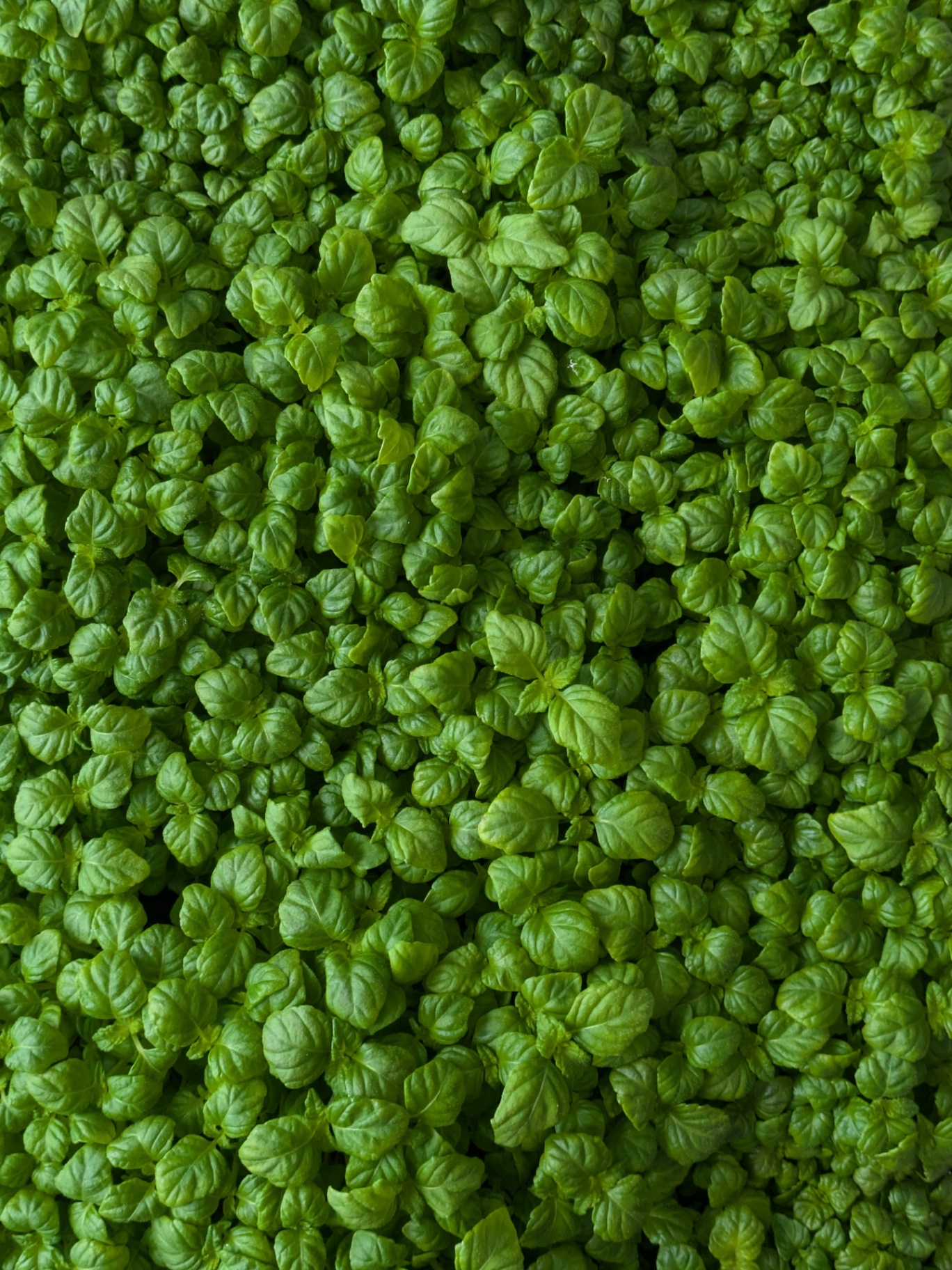 Green Shiso