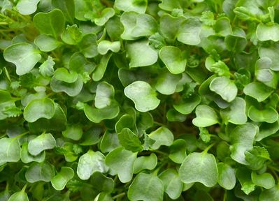 Kale