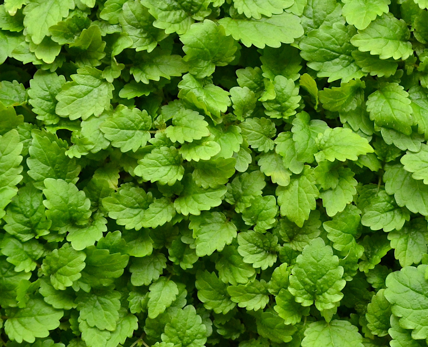 Lemon Balm
