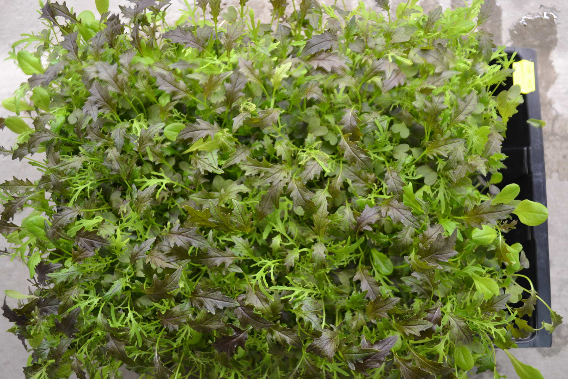 Mustard Salad Mix