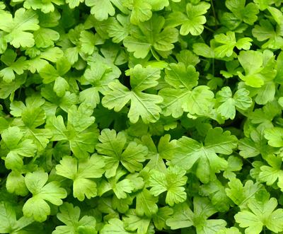 Parsley