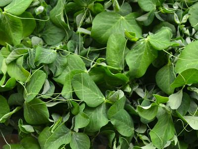 Pea Shoots