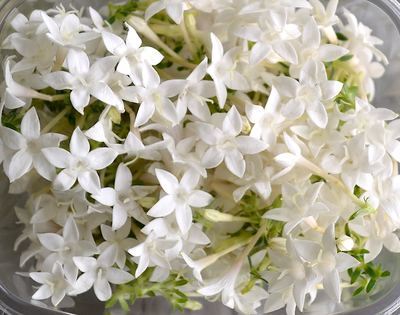 Pentas