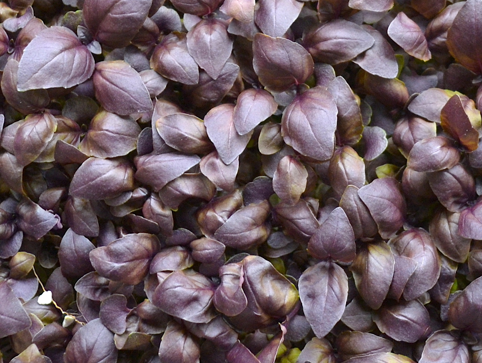 Purple Basil