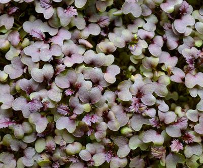 Red Mustard