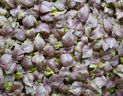 Red Shiso