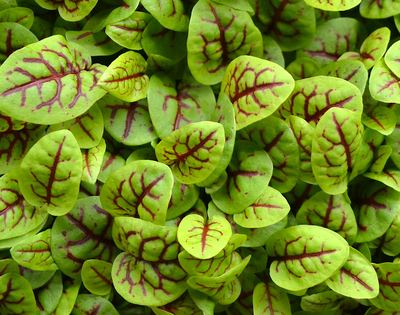 Red Vein Sorrel
