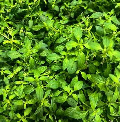 River Mint