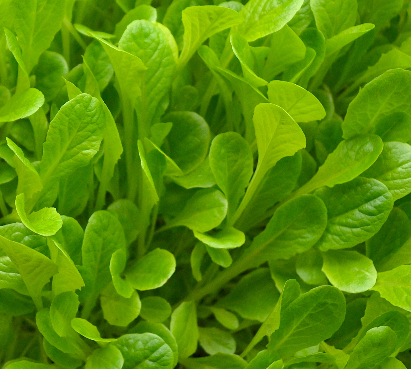 Romaine
