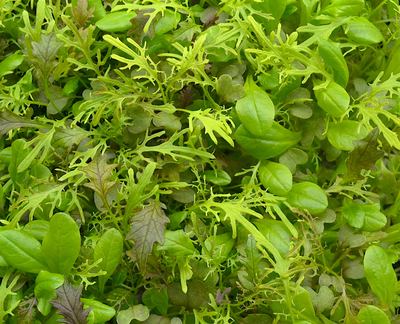 Salad Mix