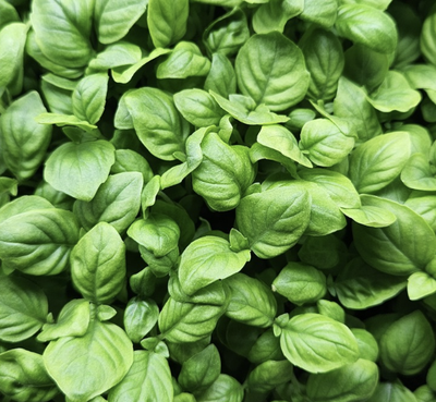 Thai Basil
