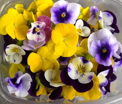 Viola