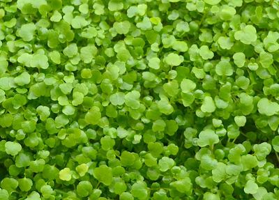 Watercress