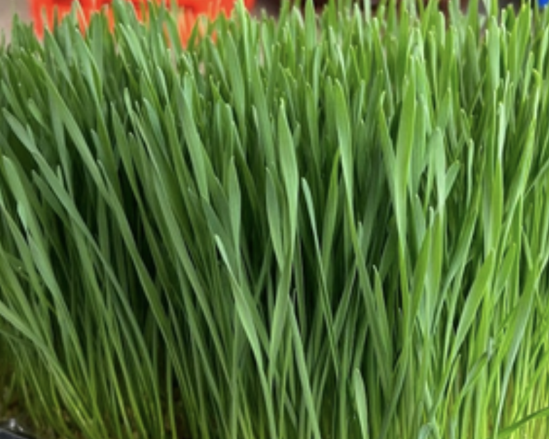 Wheatgrass