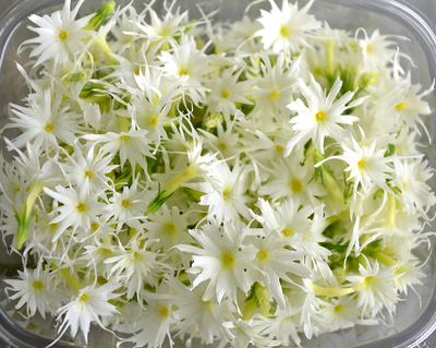 White Phlox