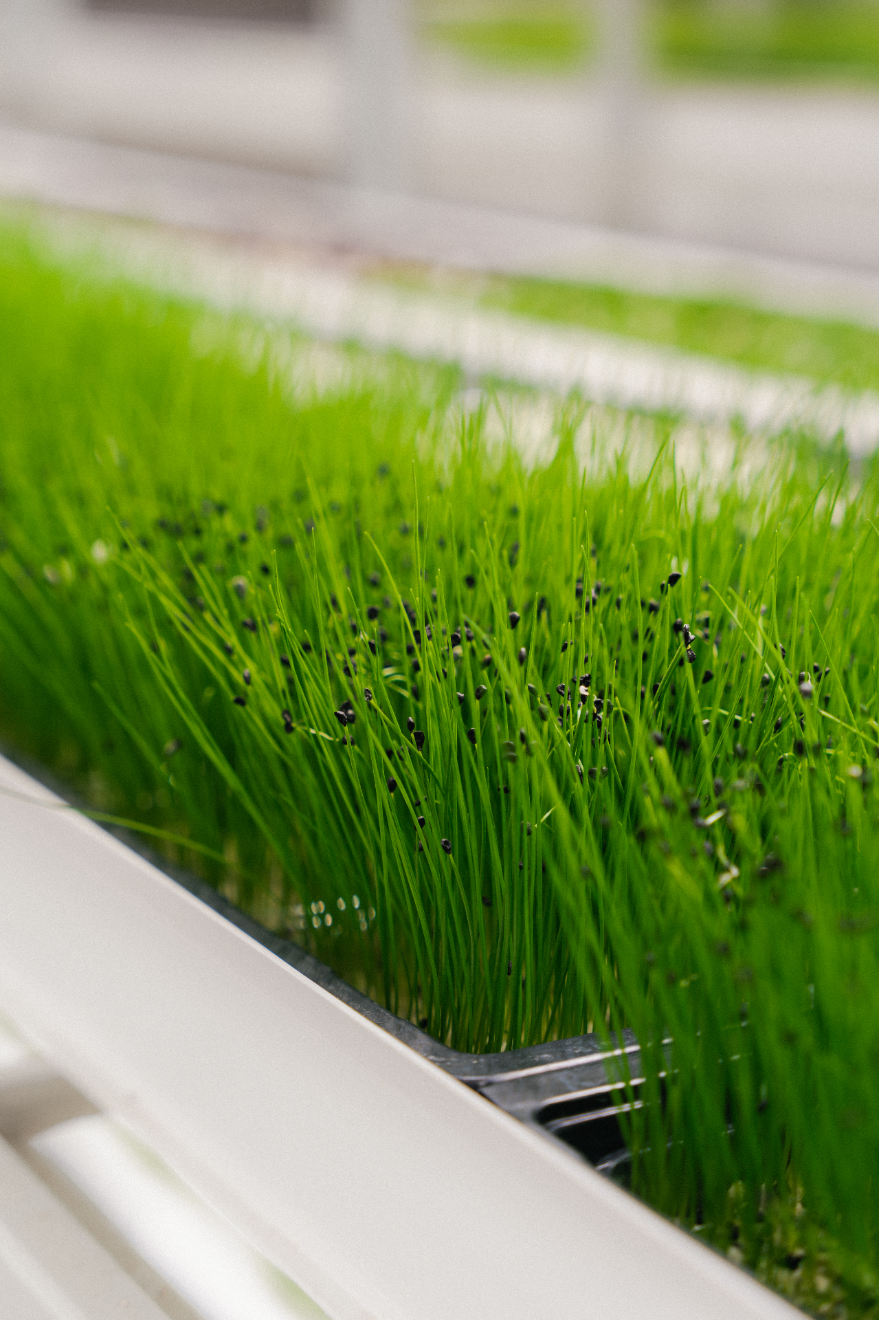 A Greenspace Microfarm growing leafy greens indoors