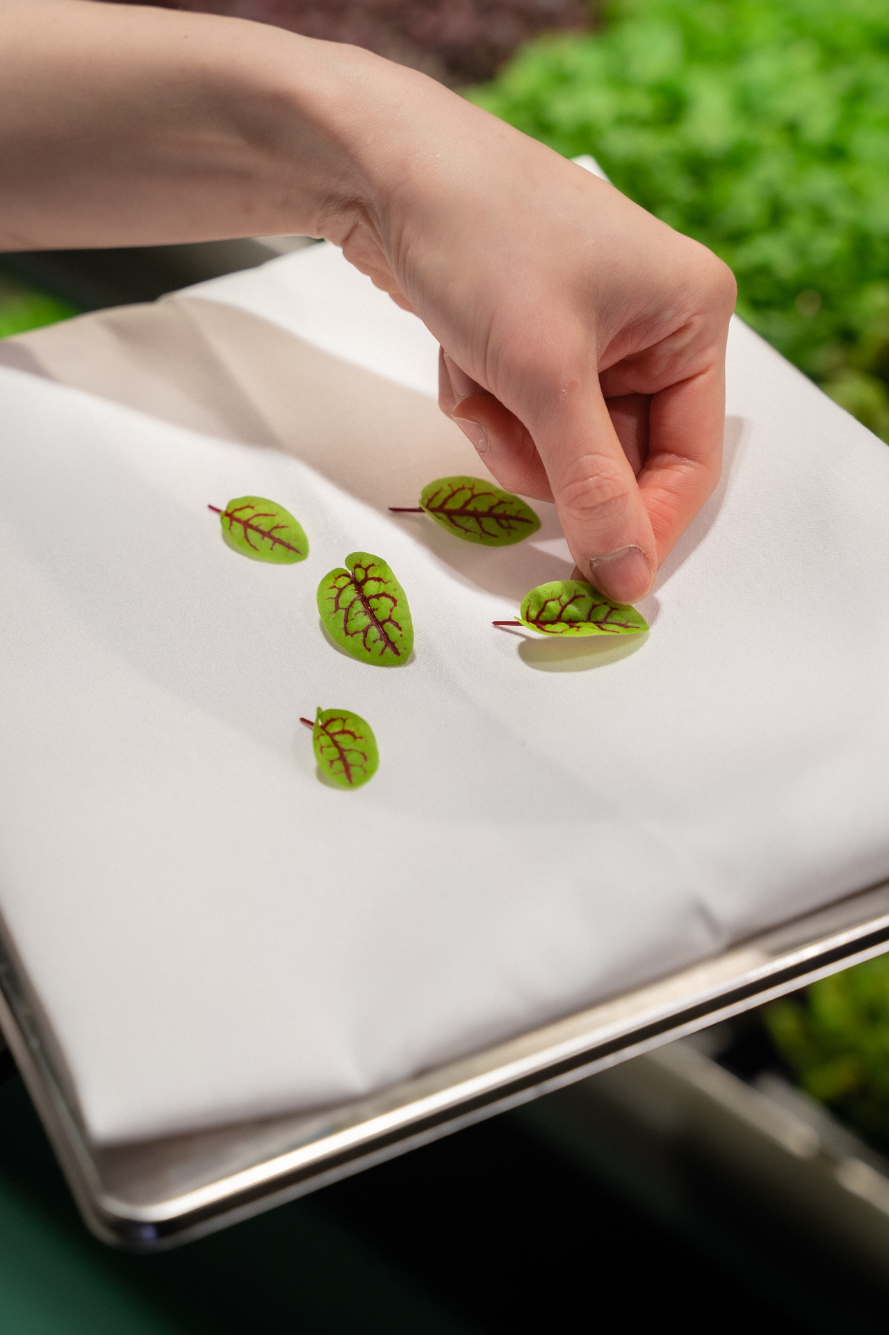 Fresh Greenspace produce plated