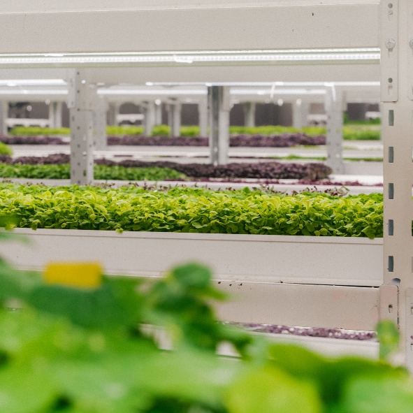 Fresh produce growing in a Greenspace farm