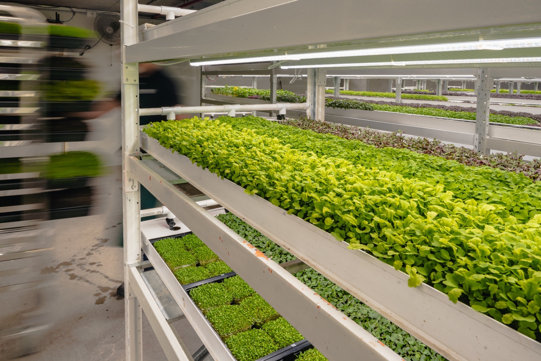Inside a Greenspace Macrofarm facility