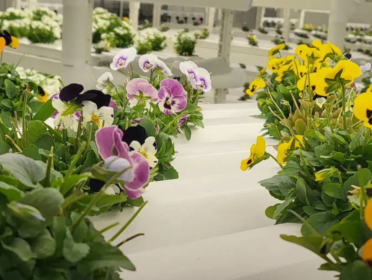 Greenspace edible flowers Woollahra