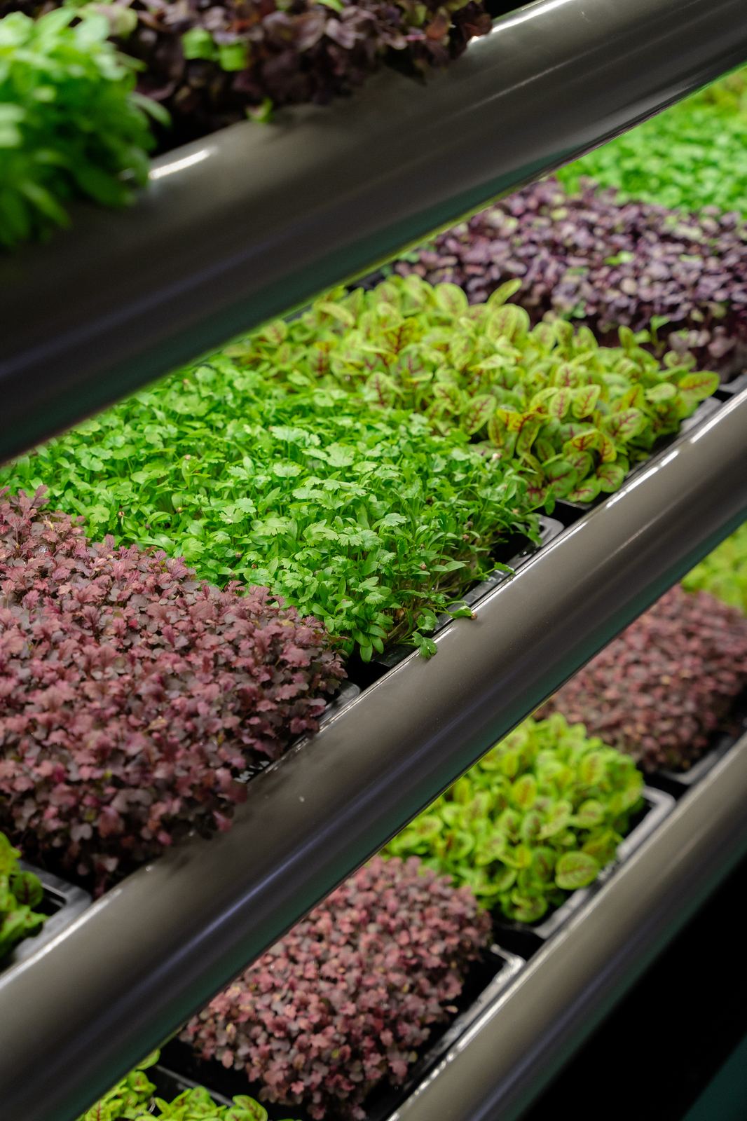 Close-up of nutrient-rich microgreens