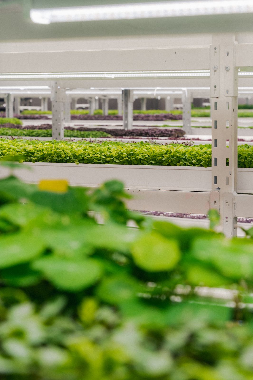 Greenspace real estate integration