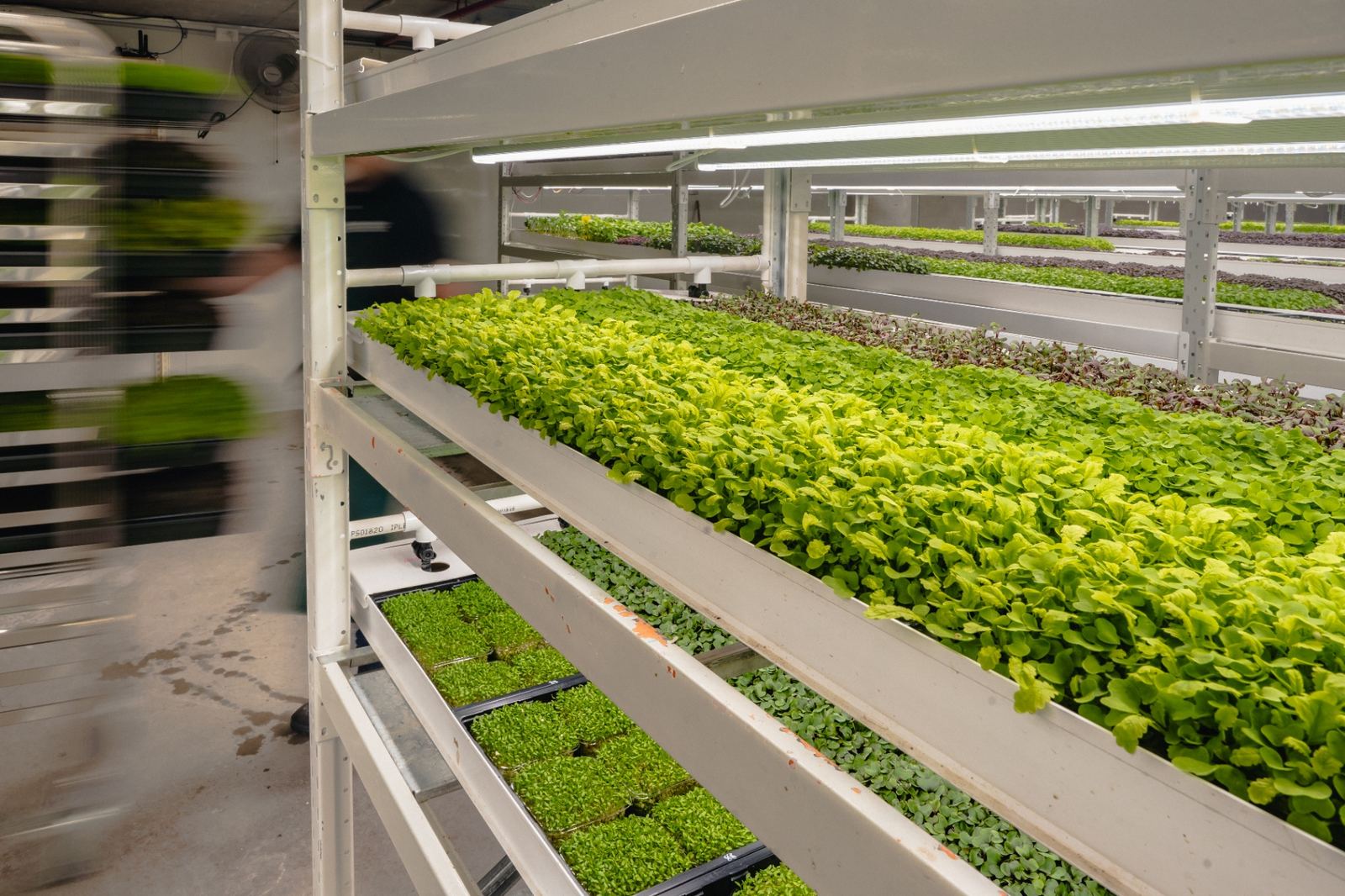 Produce growing in a Greenspace urban farm